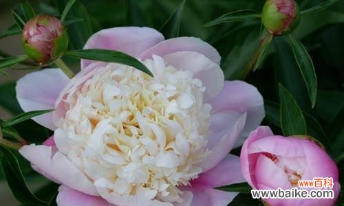 探秘芍药花的花语 芍药花的花语和象征