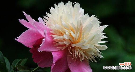 品味芍药的柔情与坚韧 芍药之美——探索芍药花语的深意