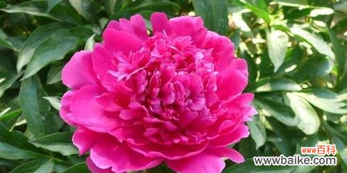 芍药花的象征意义及其文化内涵 芍药花的寓意与象征——唤醒心底的坚韧与美丽