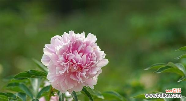 揭示芍药花的深意 芍药花的花语与寓意