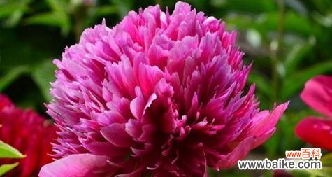 探寻芍药花的神秘与美丽 芍药花花语的含义与象征