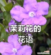 大花茉莉的花语是什么？如何表达爱意？