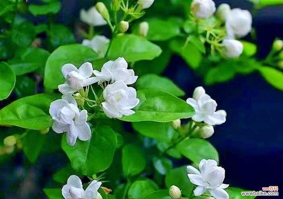 大花茉莉的花语是什么？如何表达爱意？