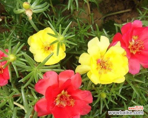 洋马齿苋花语代表什么?适合哪种场合赠送?