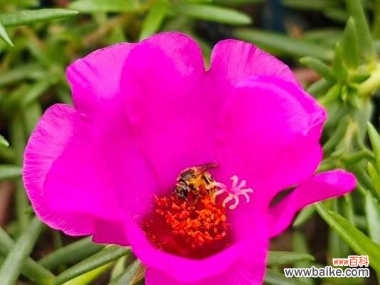 洋马齿苋花语代表什么?适合哪种场合赠送?