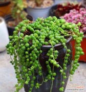 紫玄月花语是什么？它在花语文化中扮演什么角色？