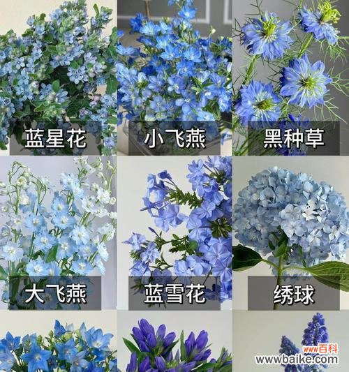 琇球花的花语是什么?它在传统花语中代表什么?