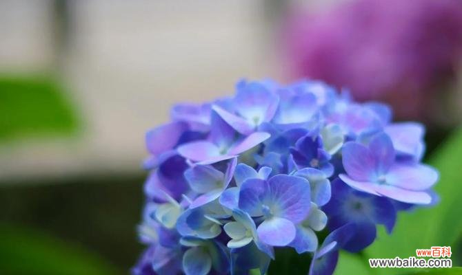 琇球花的花语是什么?它在传统花语中代表什么?