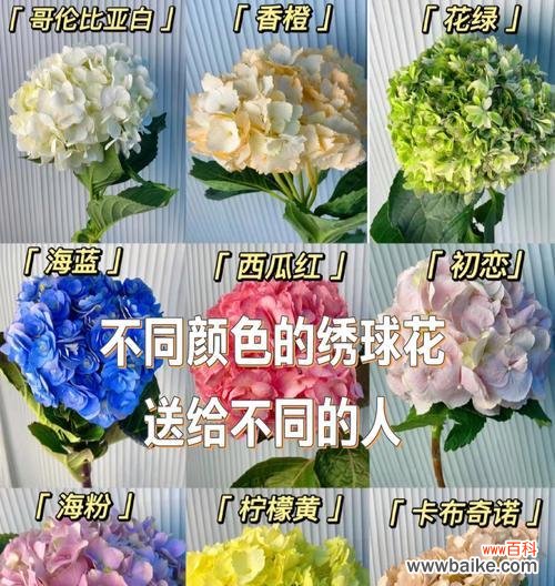 琇球花的花语是什么?它在传统花语中代表什么?