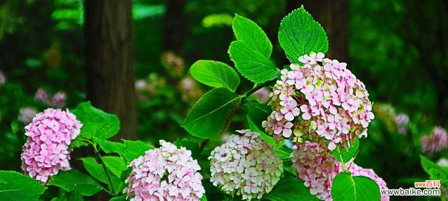 绣球花的绿色花语是什么?它在花语中有什么特别含义?