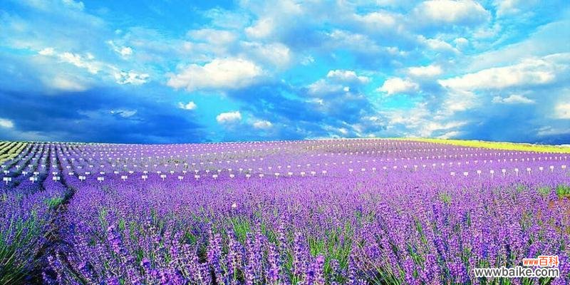 薰衣花的花语代表什么？它在花语中象征着什么？