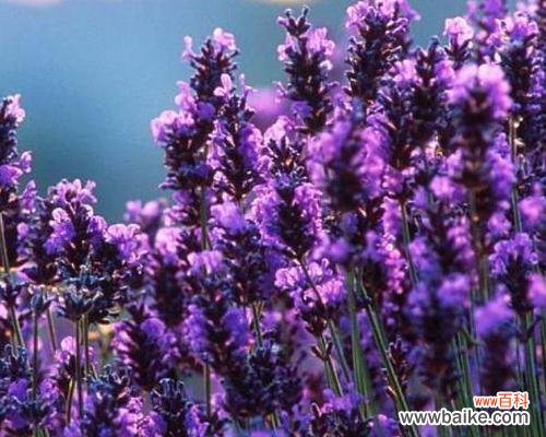 薰衣花的花语代表什么？它在花语中象征着什么？