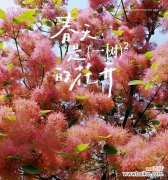 薰衣花的花语代表什么？它在花语中象征着什么？