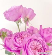 绯玉红花的花语是什么？它在花语中传递了哪些情感？