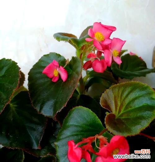 绯玉红花的花语是什么?它在花语中传递了哪些情感?