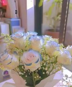 满天星的花语有哪些？它在花语中象征着什么？