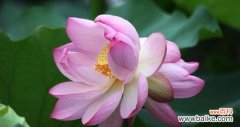 小赖瓜花的花语代表什么？它在花语中有什么象征意义？