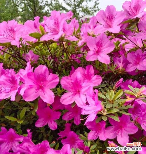 红杜鹃花的花语是什么？它在花语中传递了哪些信息？