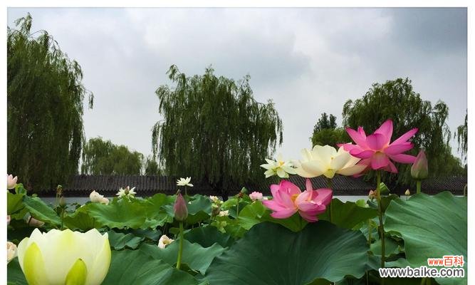 胡姬花的花语有哪些?它在花语文化中扮演什么角色?