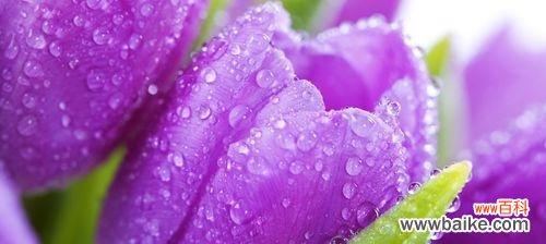 胡姬花的花语有哪些?它在花语文化中扮演什么角色?