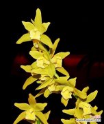 胡姬花的花语有哪些？它在花语文化中扮演什么角色？