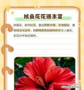 小对红花的花语是什么？它在花语中有什么特别意义？