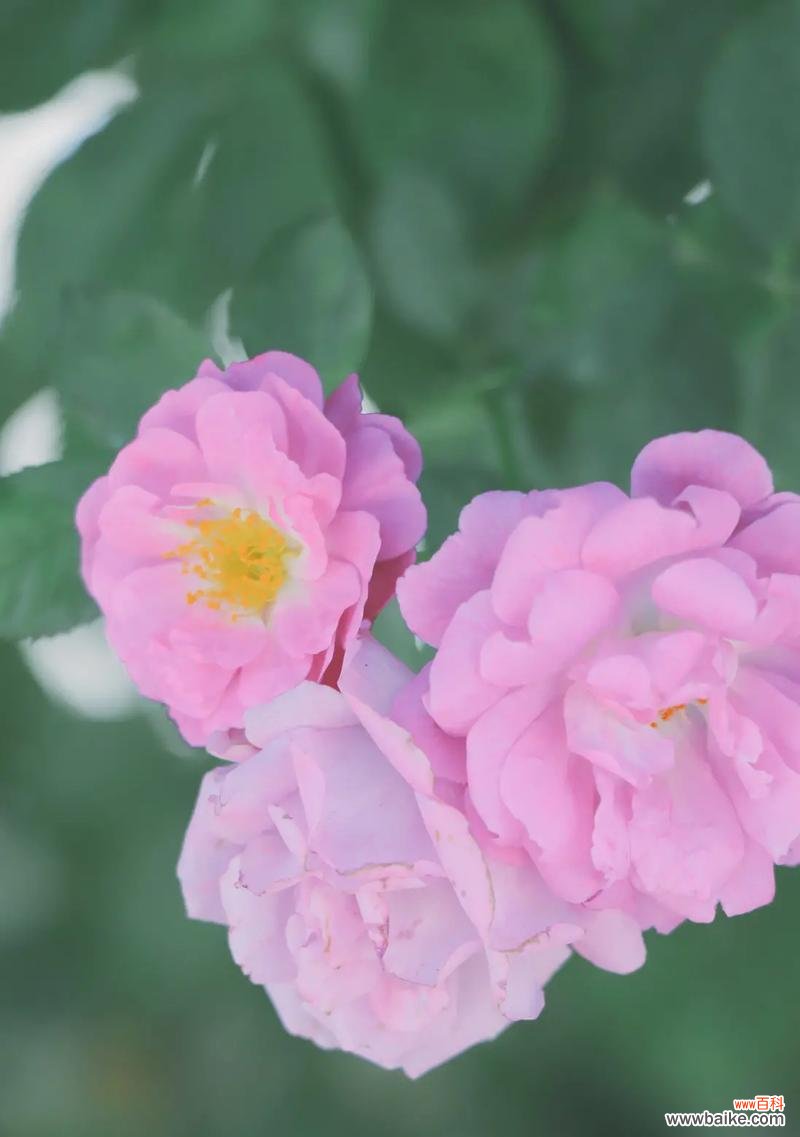 安妮花的花语有哪些？它在花语中代表了什么？