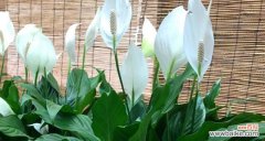 安妮花的花语有哪些？它在花语中代表了什么？