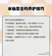 水仙花的花语是什么？它在花语中有什么寓意？