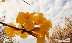 揭示黄花风铃木的象征与内涵 黄花风铃木的花语与寓意