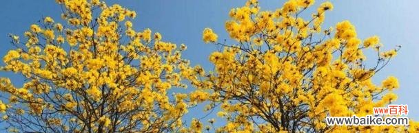 揭示黄花风铃木的象征与内涵 黄花风铃木的花语与寓意