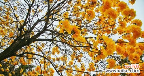 揭示黄花风铃木的象征与内涵 黄花风铃木的花语与寓意