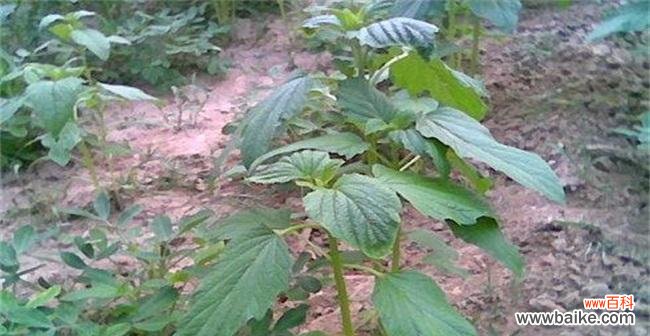 培育新一代床型产品、提升睡眠品质 换床苗的意义与方法