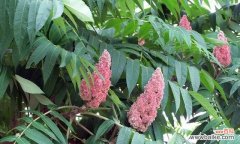 探秘火炬树的意义与象征，解读这一植物的神奇魅力 火炬树