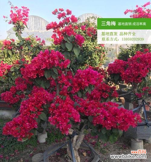 从科学角度解读嫁接苗的意义和应用 嫁接苗