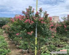 揭开农业产业中的欺诈现象与问题 以假植苗