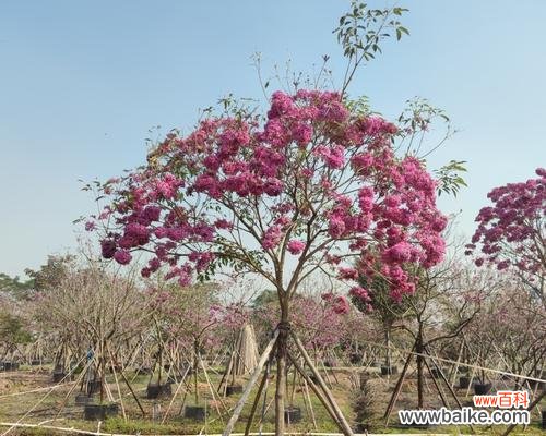 揭开农业产业中的欺诈现象与问题 以假植苗