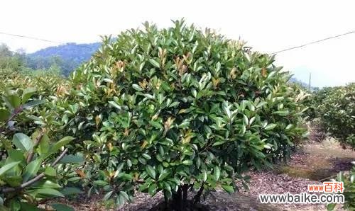 探索农业领域的新技术——截干苗的定义、应用与前景展望 以截干苗是什么意思？