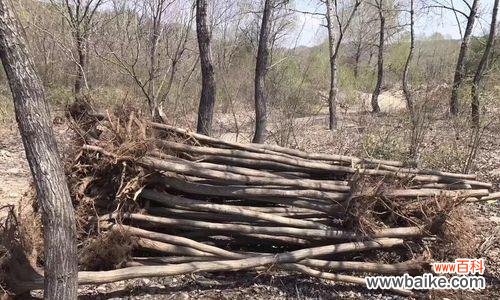 探索农业领域的新技术——截干苗的定义、应用与前景展望 以截干苗是什么意思？