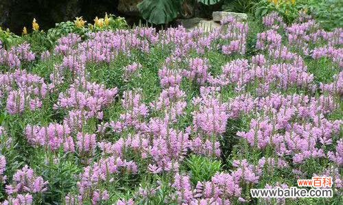 探索龙头花真假之间的花语奥秘 揭秘以假龙头花的花语之谜