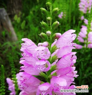 探索龙头花真假之间的花语奥秘 揭秘以假龙头花的花语之谜