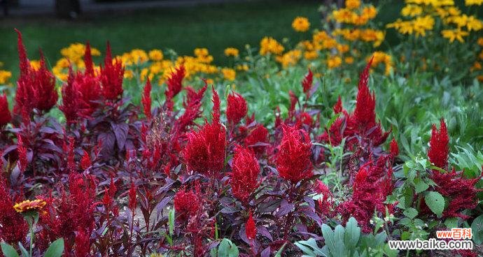 探寻鸡冠花的花语之谜 鸡冠花的花语