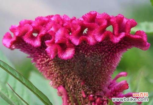 探寻鸡冠花的花语之谜 鸡冠花的花语