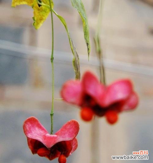 探寻金丝吊蝴蝶的象征意义与传统文化内涵 金丝吊蝴蝶的花语与美丽传说