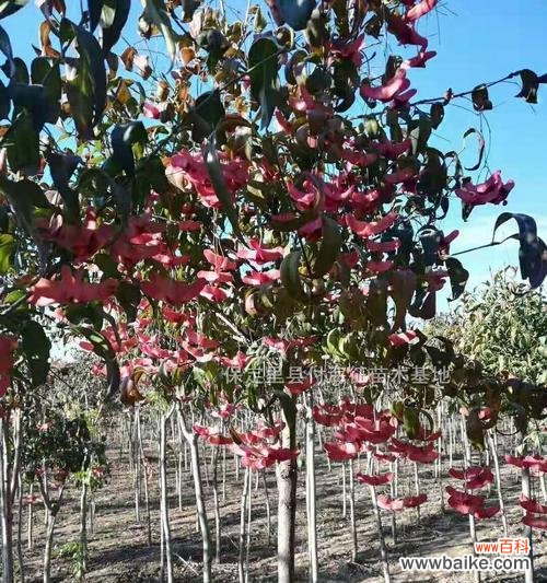 探寻金丝吊蝴蝶的象征意义与传统文化内涵 金丝吊蝴蝶的花语与美丽传说