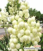 解读剑麻花语的奥秘与魅力 剑麻花语的神秘之美