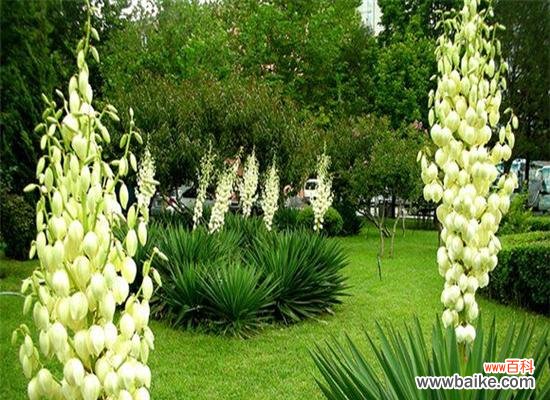 解读剑麻花语的奥秘与魅力 剑麻花语的神秘之美