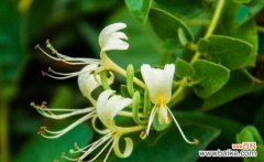 探索金银花的神奇之处，了解其花语和健康益处 金银花的花语和功效