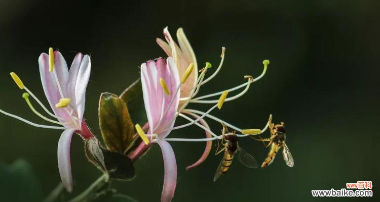 探索金银花的神奇之处,了解其花语和健康益处 金银花的花语和功效