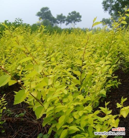 探索金叶榆的神秘意义与人们对它的倾慕之情 金叶榆-坚韧生命的象征